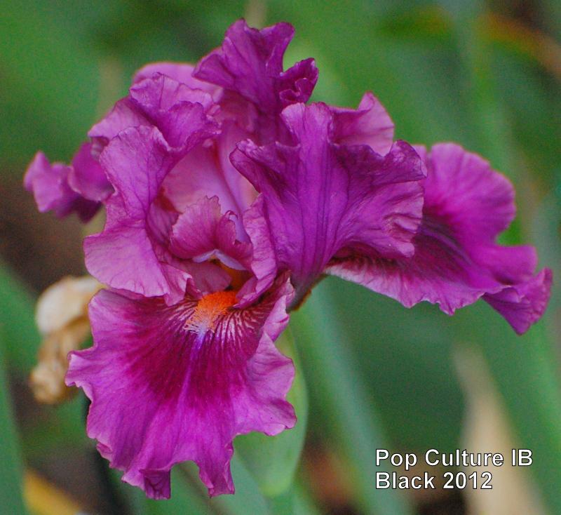 Photo of Intermediate Bearded Iris (Iris 'Pop Culture') uploaded by coboro