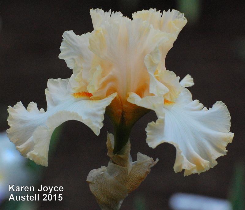 Photo of Tall Bearded Iris (Iris 'Karen Joyce') uploaded by coboro