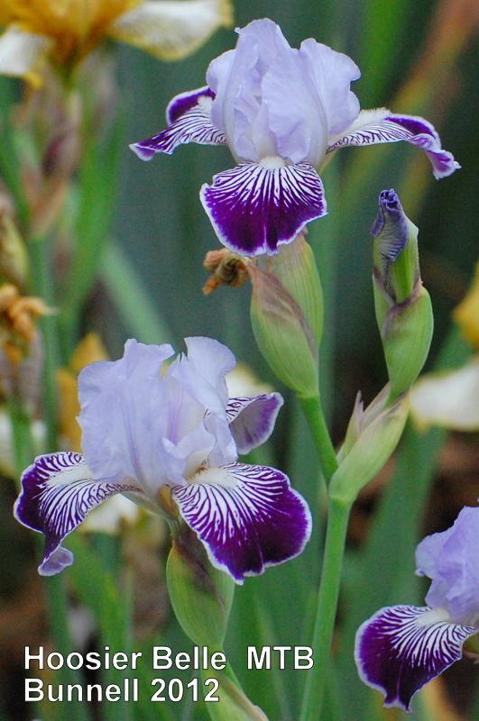 Photo of Miniature Tall Bearded Iris (Iris 'Hoosier Belle') uploaded by coboro