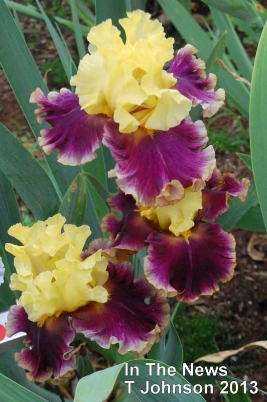 Photo of Tall Bearded Iris (Iris 'In the News') uploaded by coboro