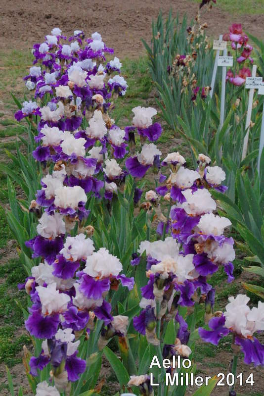 Photo of Tall Bearded Iris (Iris 'Aello') uploaded by coboro