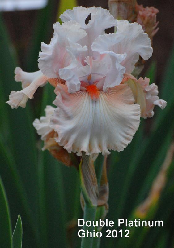 Photo of Tall Bearded Iris (Iris 'Double Platinum') uploaded by coboro