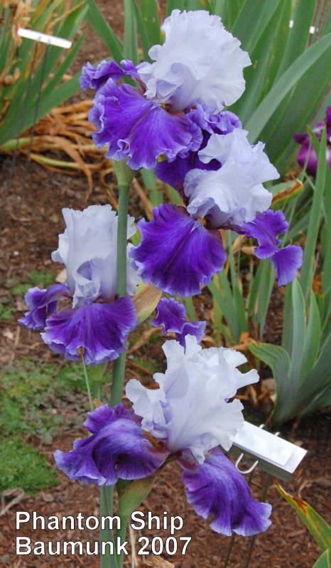 Photo of Tall Bearded Iris (Iris 'Phantom Ship') uploaded by coboro