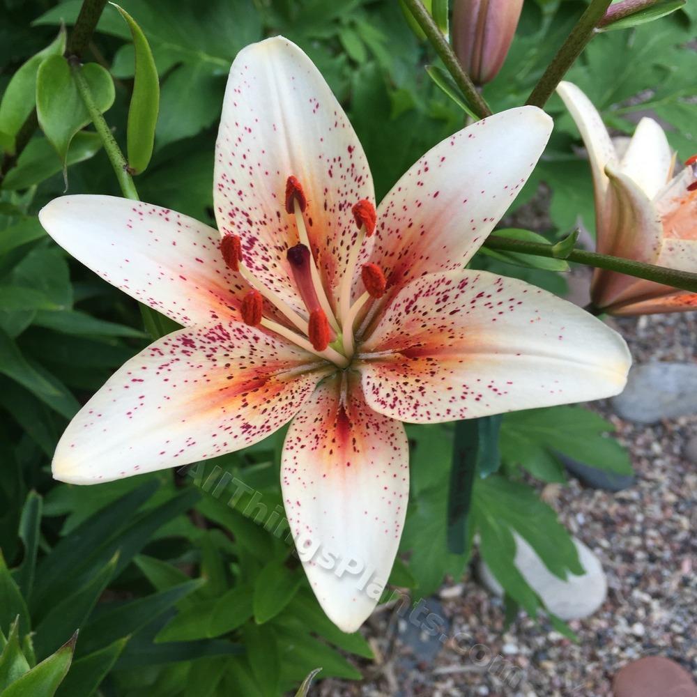 Photo of Lily (Lilium 'Creme Brulee') uploaded by magnolialover