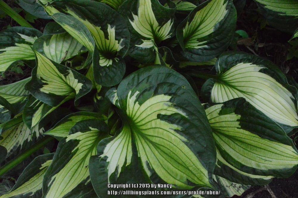 Photo of Hosta 'Whirlwind' uploaded by nben