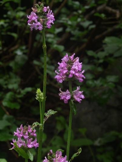 Photo of Betony (Betonica officinalis subsp. officinalis 'Hummelo') uploaded by plantrob