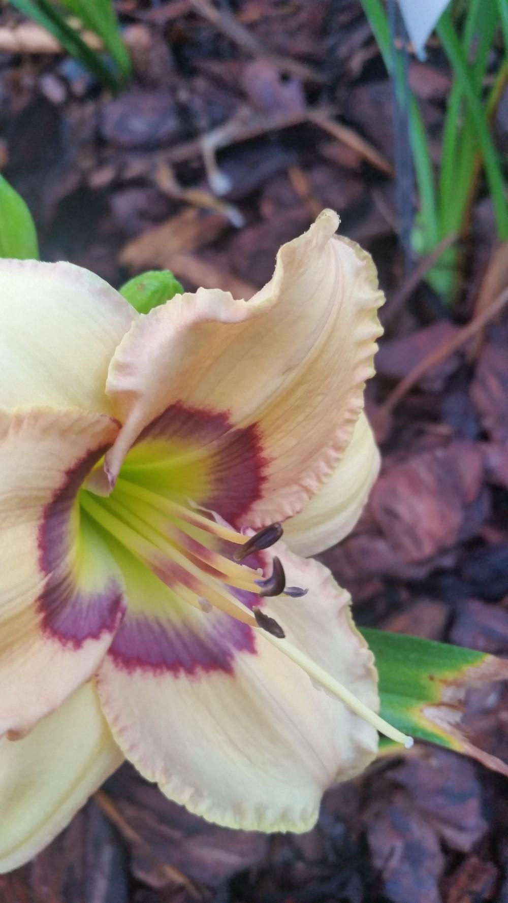 Photo of Daylily (Hemerocallis 'Oceans Eleven') uploaded by value4dollars