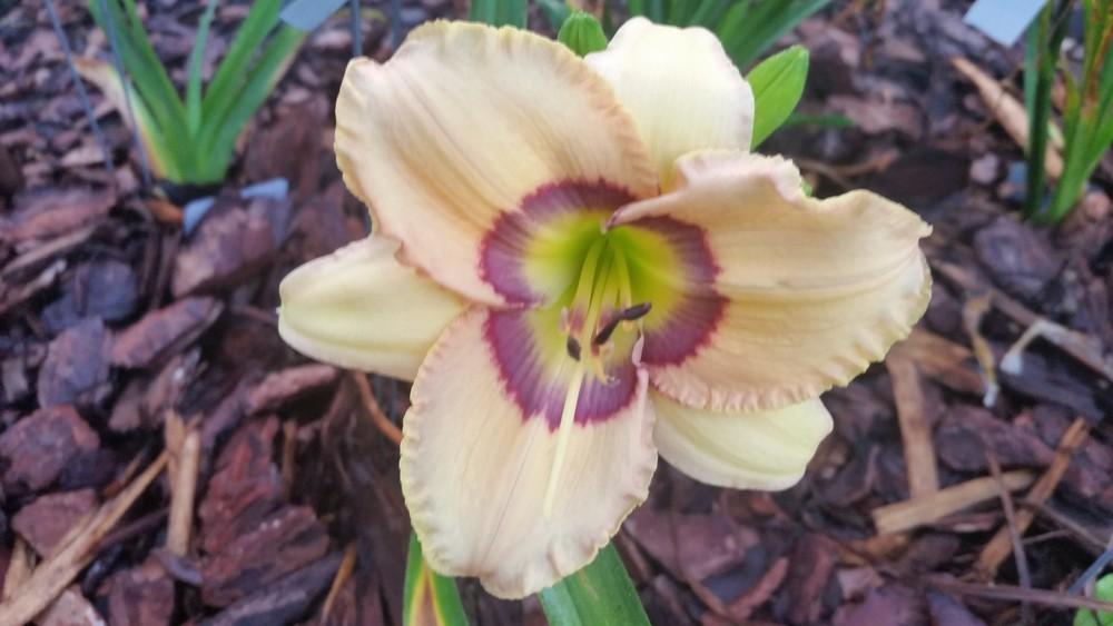 Photo of Daylily (Hemerocallis 'Oceans Eleven') uploaded by value4dollars