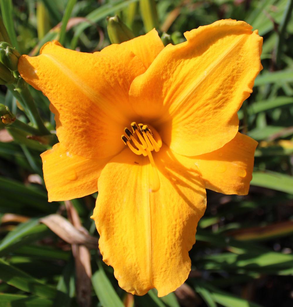 Photo of Daylily (Hemerocallis 'Orange Bounty') uploaded by Cynthia59P