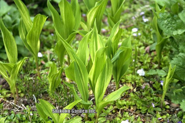 Photo of Asian Lily of the Valley (Convallaria keiskei) uploaded by Joy