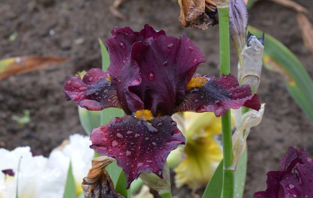 Photo of Intermediate Bearded Iris (Iris 'Dark Red Rubies') uploaded by KentPfeiffer