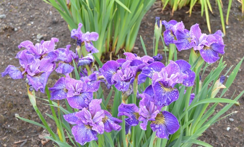 Photo of Siberian Iris (Iris 'Doreen Cambray') uploaded by KentPfeiffer