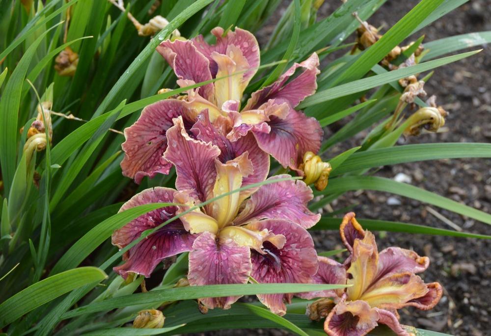 Photo of Pacific Coast Iris (Iris 'Saltspring Sunburst') uploaded by KentPfeiffer