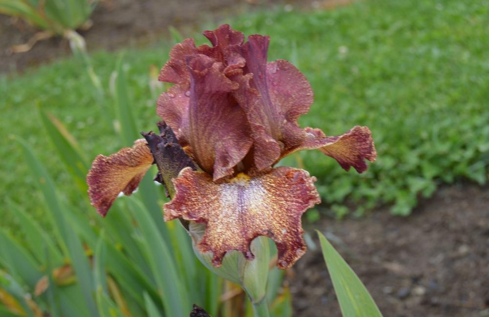 Photo of Tall Bearded Iris (Iris 'Ruby Leopard') uploaded by KentPfeiffer