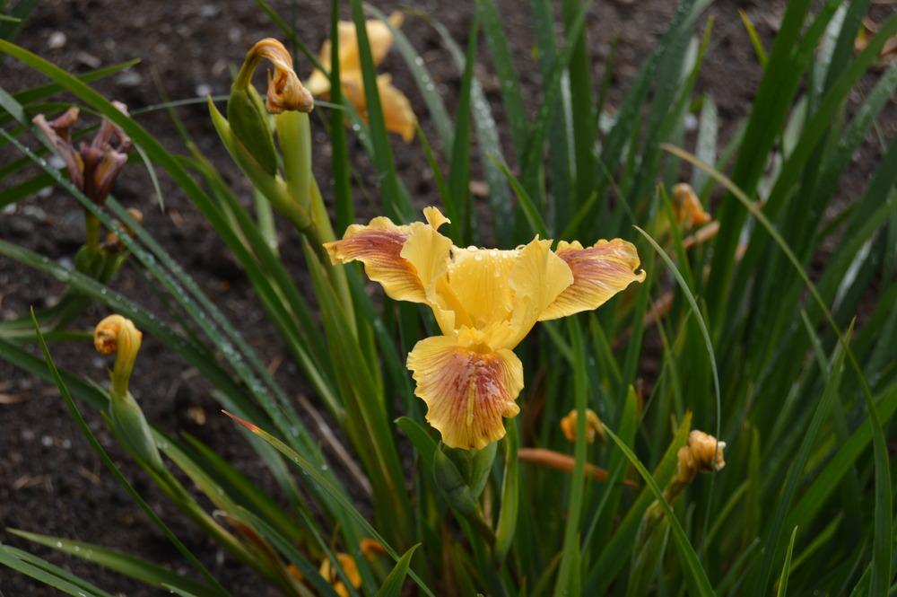 Photo of Pacific Coast Iris (Iris 'Susannah Wept') uploaded by KentPfeiffer