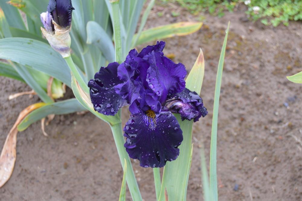 Photo of Tall Bearded Iris (Iris 'Cadet Review') uploaded by KentPfeiffer