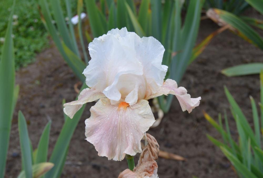 Photo of Tall Bearded Iris (Iris 'Struck Twice') uploaded by KentPfeiffer