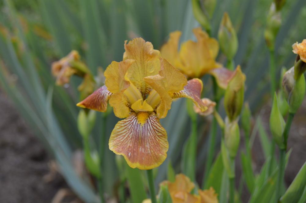 Photo of Miniature Tall Bearded Iris (Iris 'Breakfast in Bed') uploaded by KentPfeiffer