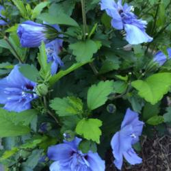 Location: My garden, central NJ, Zone 7A
Date: 6/29/15
Rose of Sharon Blue Chiffon showing its blue colors.photo taken a