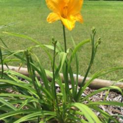 Location: Brown City, MI
Date: 2015-06-30
Moved this clump in mid June .... still looks great.