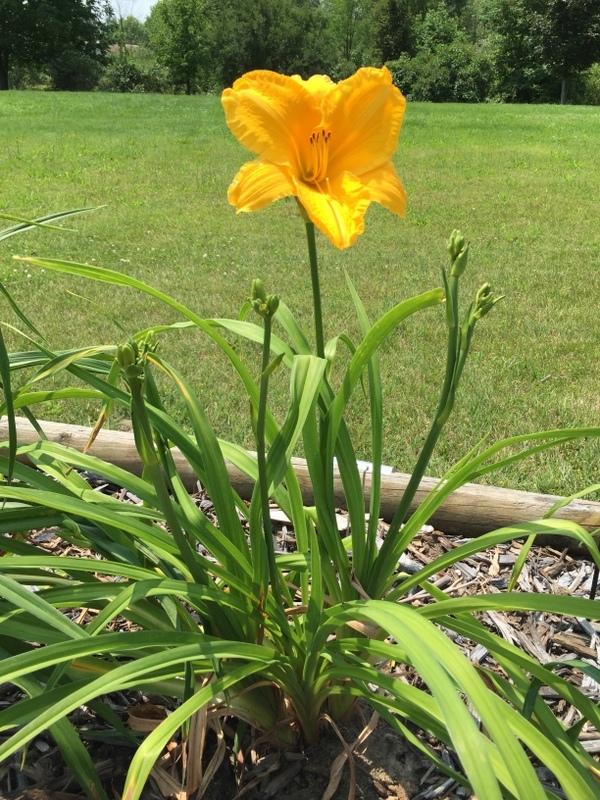 Photo of Daylily (Hemerocallis 'Airmen of the Wild Hare') uploaded by Tree_climber