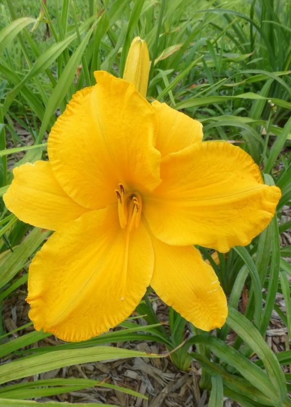 Photo of Daylily (Hemerocallis 'Airmen of the Wild Hare') uploaded by Tree_climber