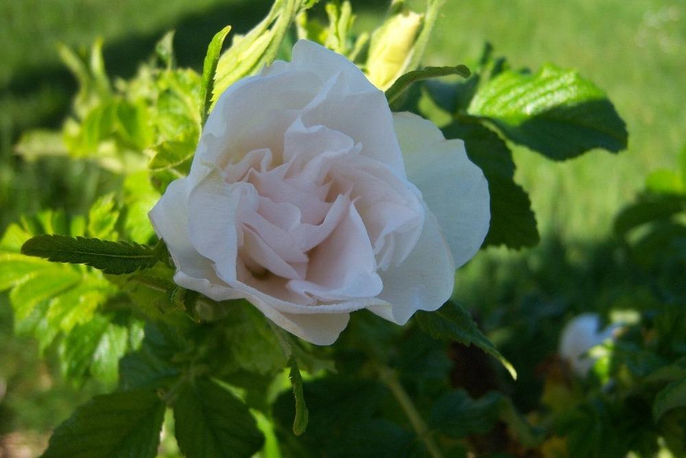 Photo of Hybrid Rugosa Rose (Rosa 'Blanc Double de Coubert') uploaded by admin
