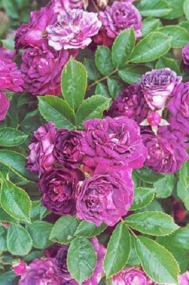Photo of Rambling Rose (Rosa 'Bleu Magenta') uploaded by admin