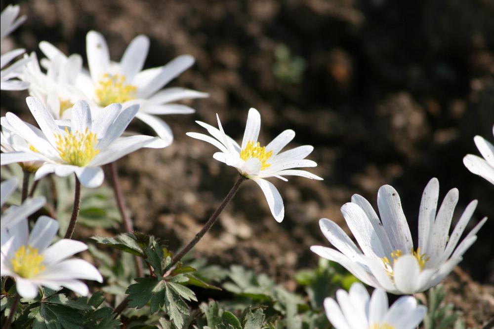 Photo of Grecian Windflower (Anemone blanda 'White Splendour') uploaded by admin