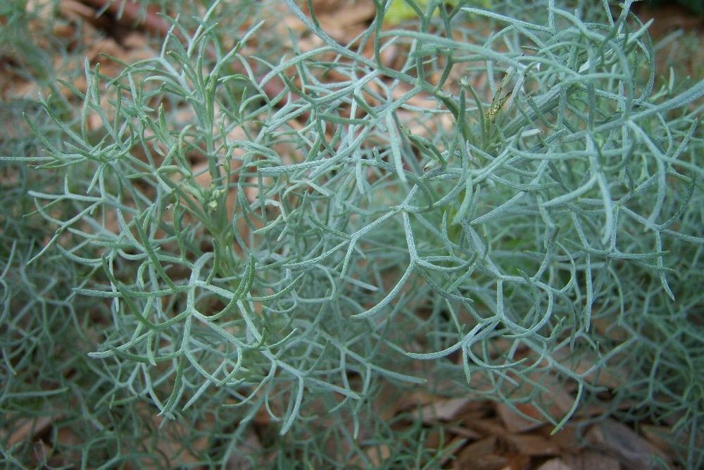 Photo of Artemisia tournefortiana uploaded by admin