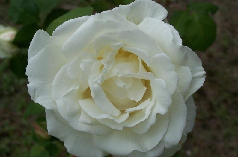 Photo of Rose (Rosa 'Blanc Pur') uploaded by admin