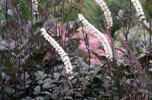 Photo of Bugbane (Actaea racemosa 'Atropurpurea') uploaded by admin