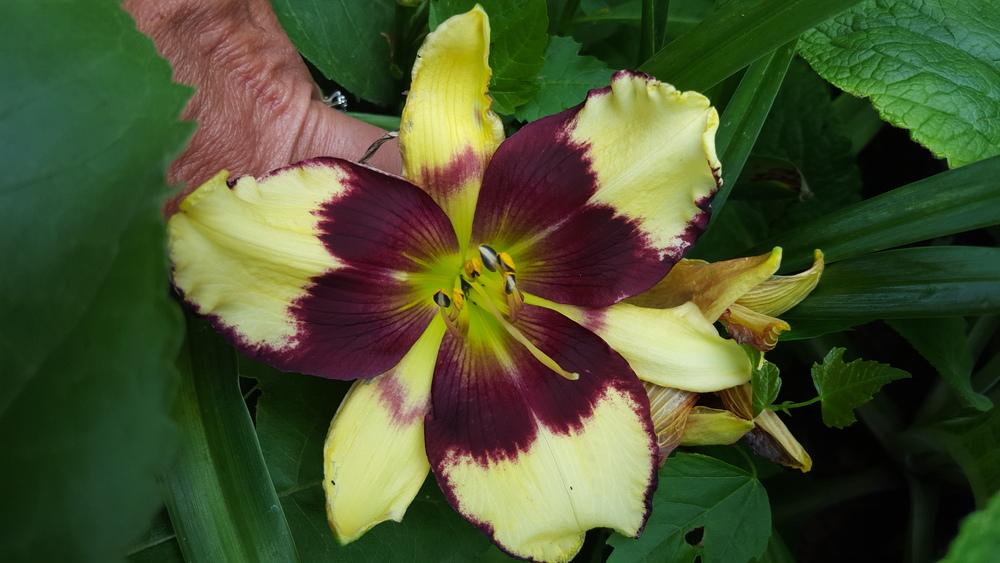 Photo of Daylily (Hemerocallis 'Don't Mess with Me') uploaded by Ginnyeickholdt