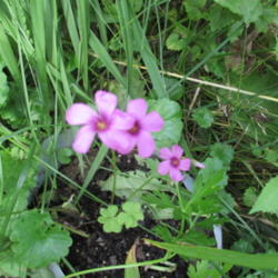 Location: my Garden
Date: 2015-06-28
A red Oxalis