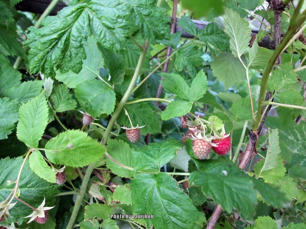 Photo of Raspberry (Rubus idaeus 'Willamette') uploaded by lauribob
