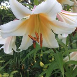 Utilizing the Beauty of the Trumpet Lily in Your Garden