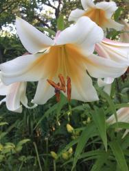 Thumb of 2015-06-30/magnolialover/19de10