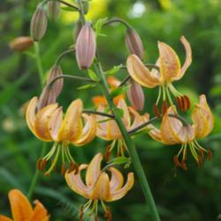 Marvelous Martagons: Lilies for the Landscape