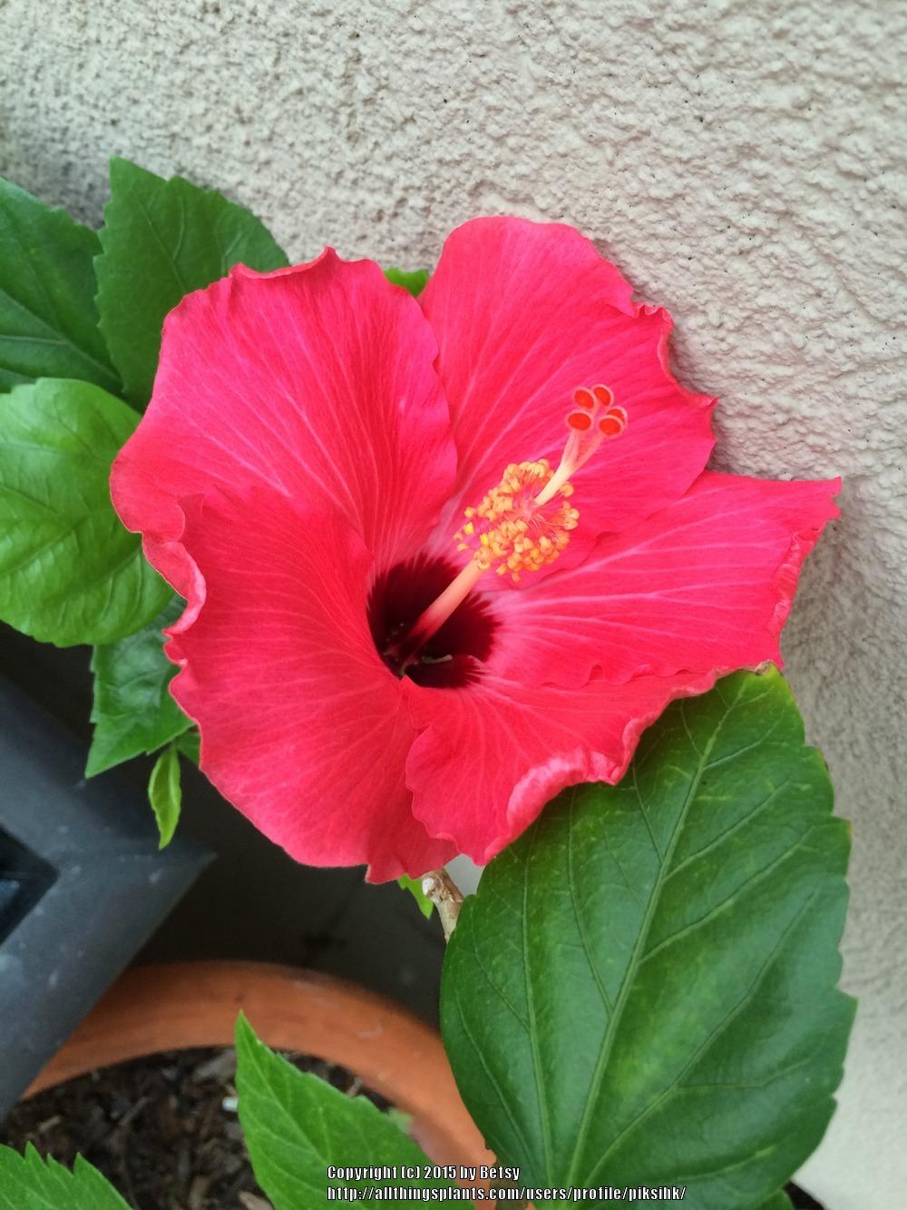Photo of Hibiscus uploaded by piksihk