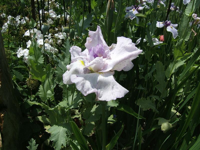 Photo of Japanese Iris (Iris ensata 'Confetti Dancer') uploaded by pirl