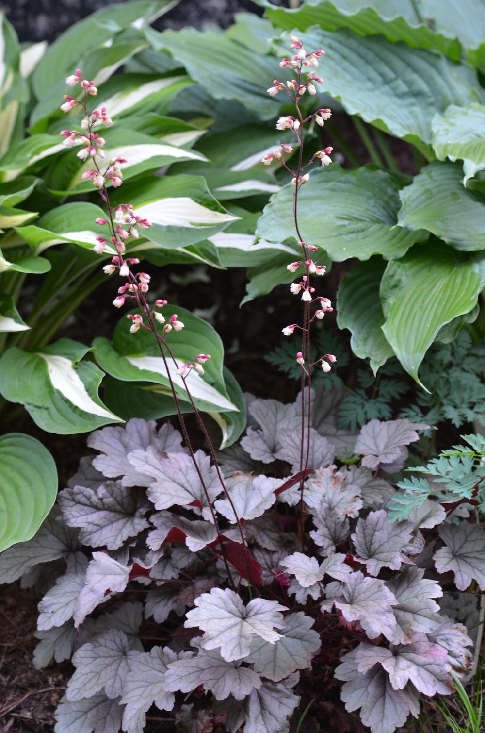 Photo of Coral Bells (Heuchera 'Stainless Steel') uploaded by Anne