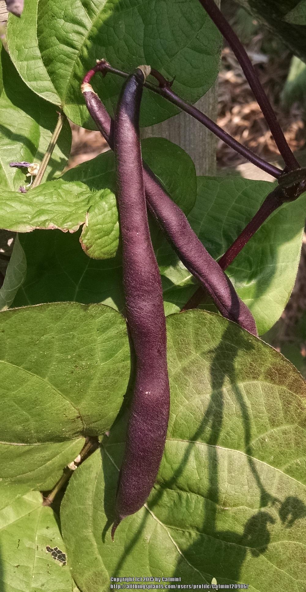 Photo of Green Bean (Phaseolus vulgaris 'Trionfo Violetto') uploaded by Catmint20906