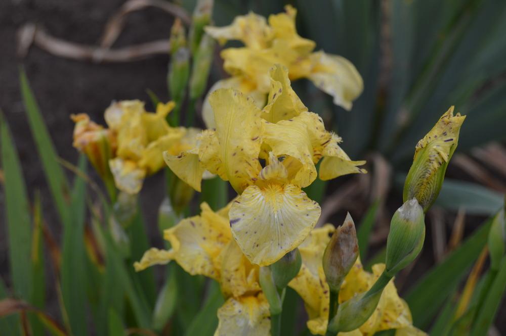 Photo of Miniature Tall Bearded Iris (Iris 'Gesundheit') uploaded by KentPfeiffer