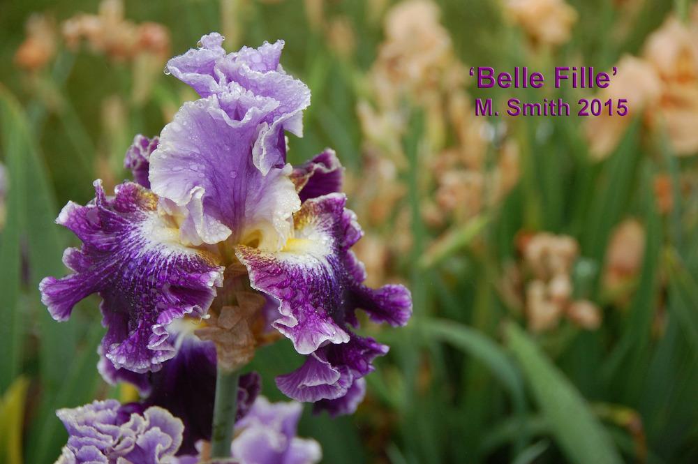 Photo of Tall Bearded Iris (Iris 'Belle Fille') uploaded by Mikey