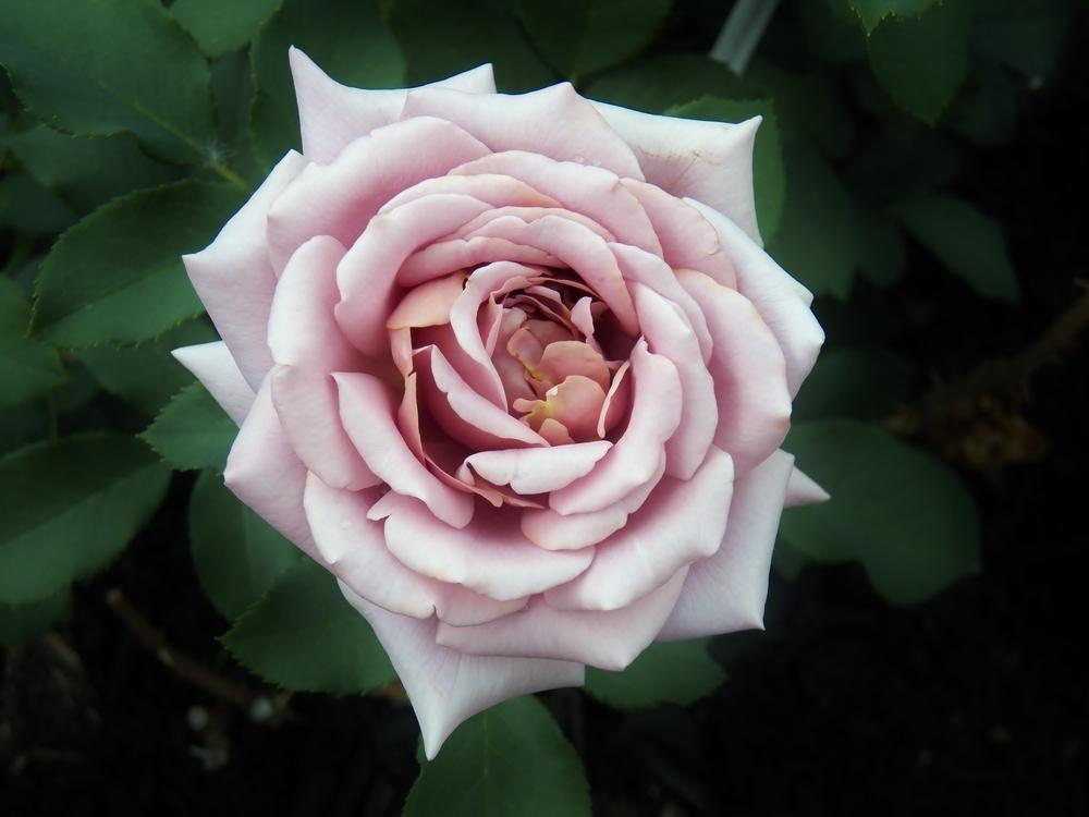 Photo of Rose (Rosa 'Koko Loko') uploaded by MissyPenny