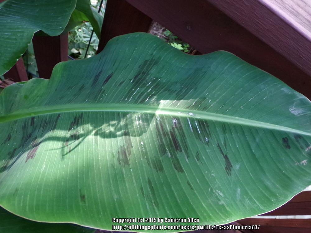 Photo of Cavendish Banana (Musa acuminata 'Dwarf Cavendish') uploaded by TexasPlumeria87