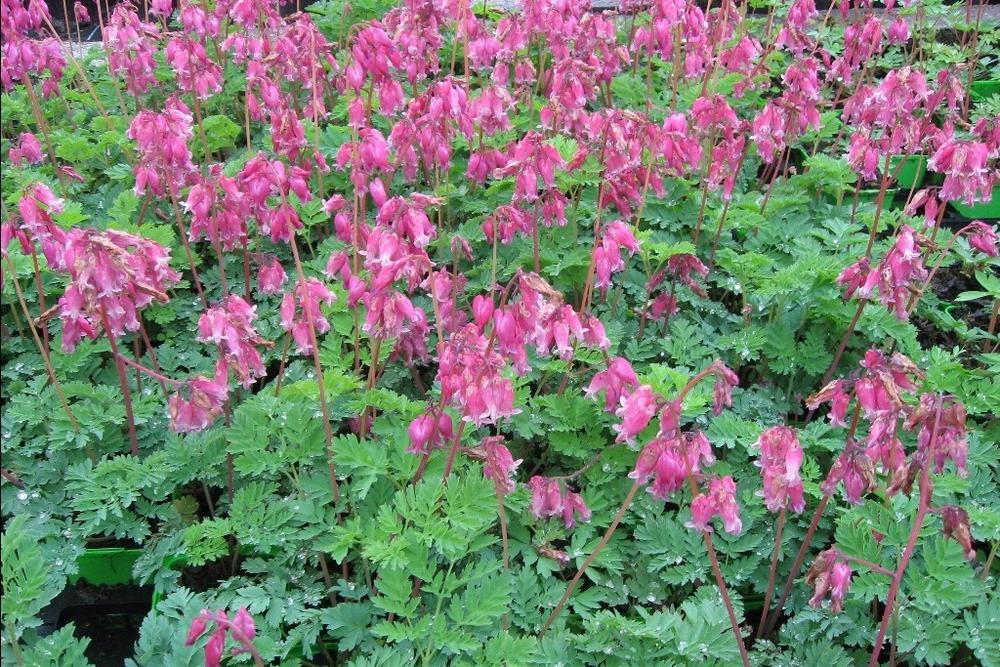 Photo of Bleeding Heart (Dicentra 'Luxuriant') uploaded by admin