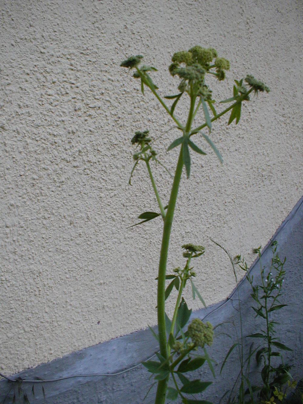 Photo of Lovage (Levisticum officinale) uploaded by admin