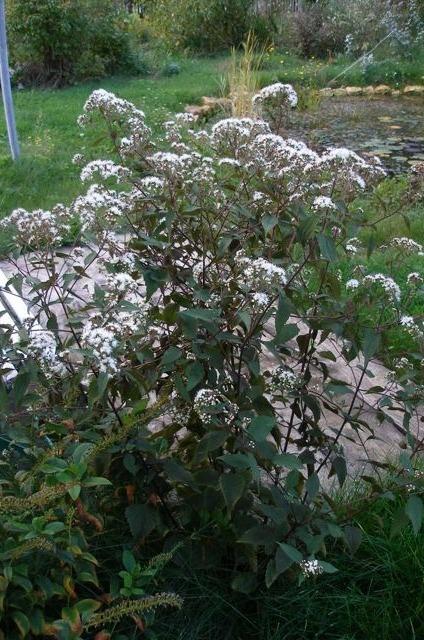 Photo of White Snakeroot (Ageratina altissima 'Chocolate') uploaded by admin