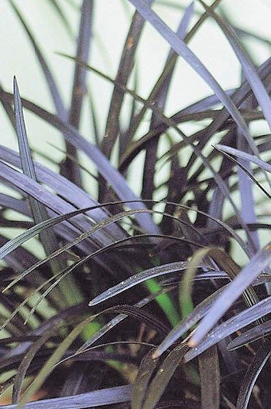 Photo of Black Mondo Grass (Ophiopogon planiscapus 'Kokuryu') uploaded by admin